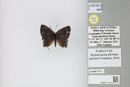 Hypolycaena phorbas purpura Tennent, 2016 - 013376712_Hypolycaena_phorbas_purpura_Tennent_2016_PT