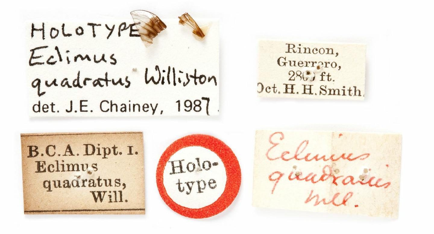 Eclimus