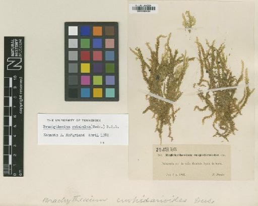 Brachythecium rutabulum (Hedw.) Schimp. - BM000964524