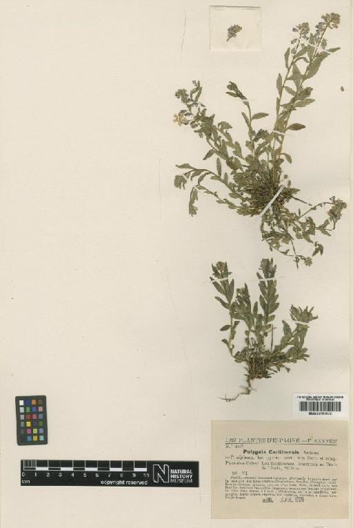 Polygala serpyllifolia Hosé - BM000751530