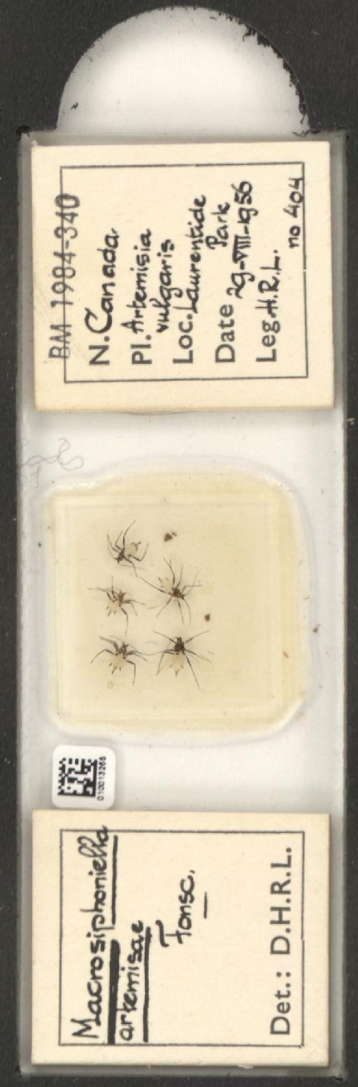 Macrosiphoniella artemisiae Fonscolombe, 1841 - 010013265_112659_1094715
