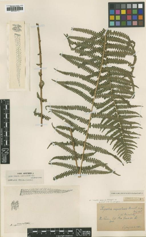 Thelypteris pachyrachis Ching - BM000937718