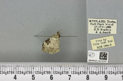Xanthorhoe fluctuata fluctuata (Linnaeus, 1758) - BMNHE_1611097_309013
