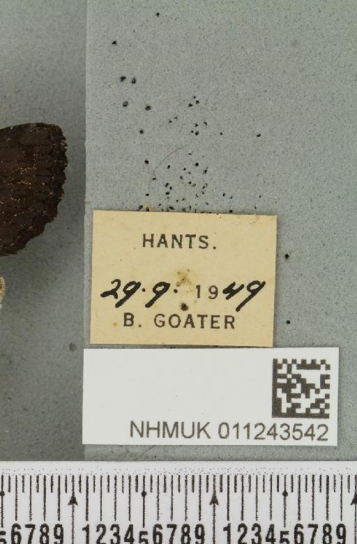 Aporophyla nigra (Haworth, 1809) - NHMUK_011243542_label_644666