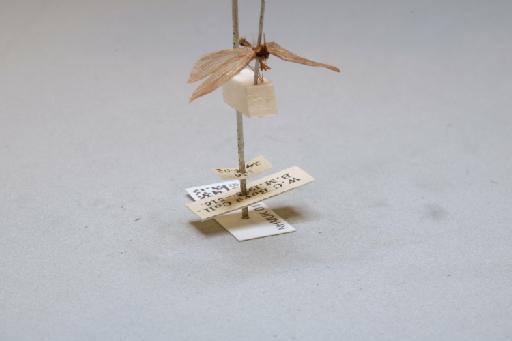 Lepidostoma hirtum (Fabricius, 1775) - 014501049_additional_4