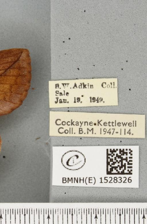 Euthrix potatoria ab. extrema Tutt, 1902 - BMNHE_1528326_label_198113