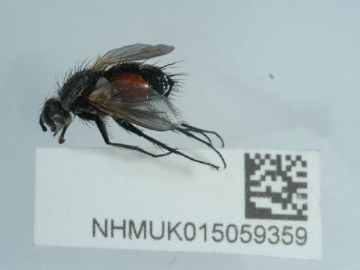 Eriothrix rufomaculata (De Geer, 1776) - 015059359_1