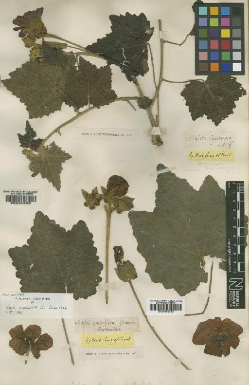 Phymosia umbellata (Cav.) Kearney - BM000939061