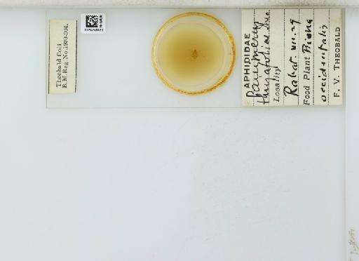 Cinara (Cupressobium) tujafilinus Del Guercio, 1909 - 015259920_113020_1093875_157867_NoStatus