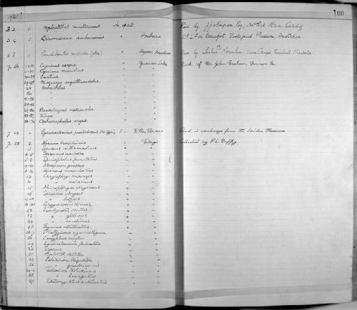 Chrysophrys macrops - Zoology Accessions Register: Fishes: 1912 - 1936: page 100