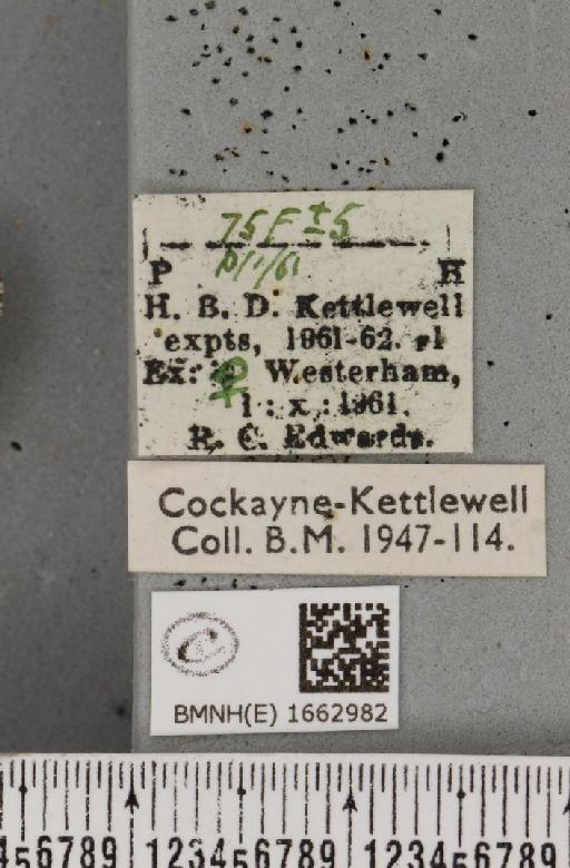 Utetheisa pulchella (Linnaeus, 1758) - BMNHE_1662982_label_283511