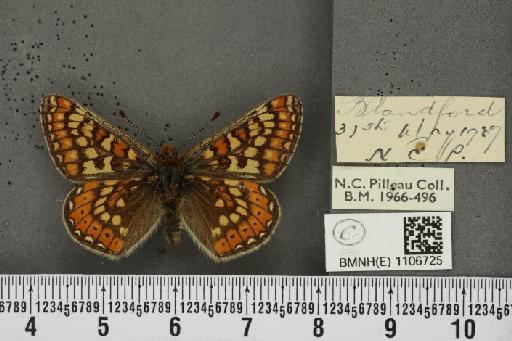 Euphydryas aurinia ab. rectiangula Cabeau, 1924 - BMNHE_1106725_18346