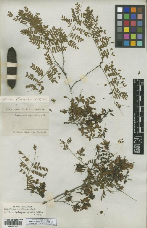 Caesalpinia corymbosa Benth. - BM000778436