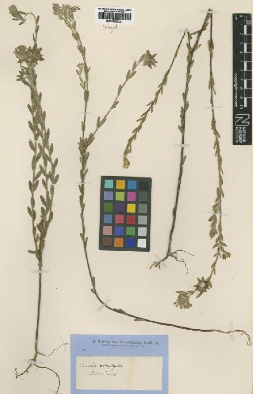 Pimelea octophylla R.Br. - BM000895077