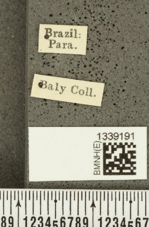 Acalymma bivittulum amazonum Bechyné, 1958 - BMNHE_1339191_label_20530