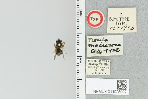 Pseudapis macrozona (Cockerell, 1939) - 014025902_839193_1668453-