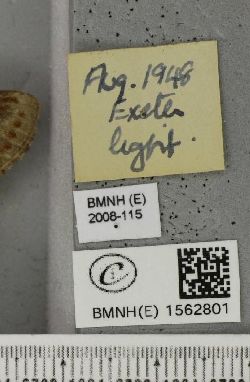 Notodonta dromedarius (Linnaeus, 1758) - BMNHE_1562801_label_244555