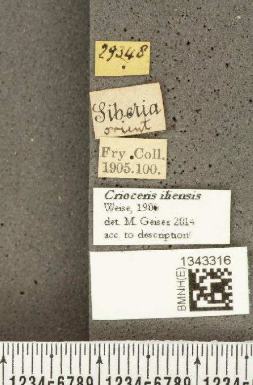 Crioceris (Crioceris) iliensis Weise, 1900 - BMNHE_1343316_label_12279