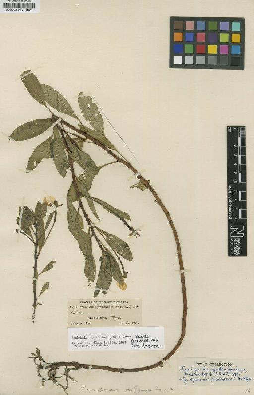 Ludwigia peploides subsp. glabrescens (Kuntze) Raven - BM000528937