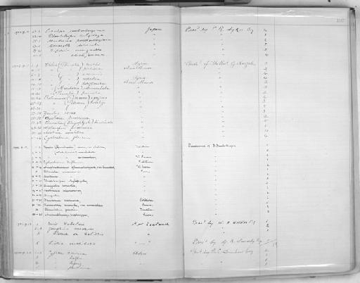 Amphidromus glaucolarynx leucacme - Zoology Accessions Register: Mollusca: 1900 - 1905: page 105