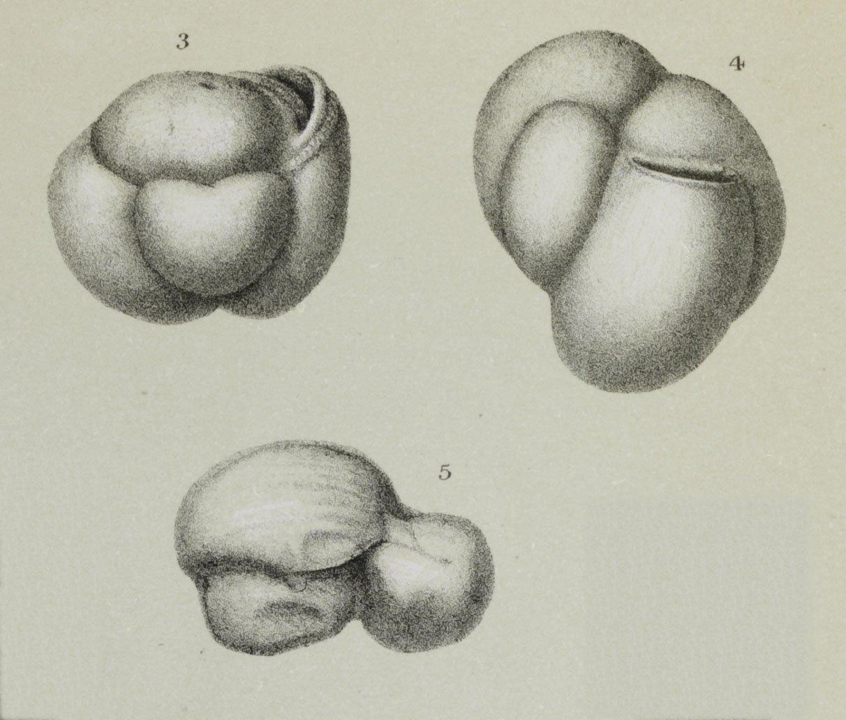 To NHMUK collection (Miliolina labiosa (d'Orbigny); NHMUK:ecatalogue:3092688)