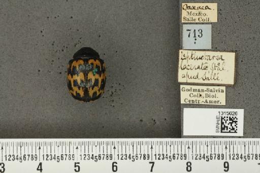 Leptinotarsa lacerata Stål, 1858 - BMNHE_1315626_15342