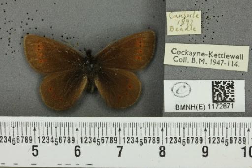 Erebia epiphron mnemon (Haworth, 1812) - BMNHE_1172871_28635