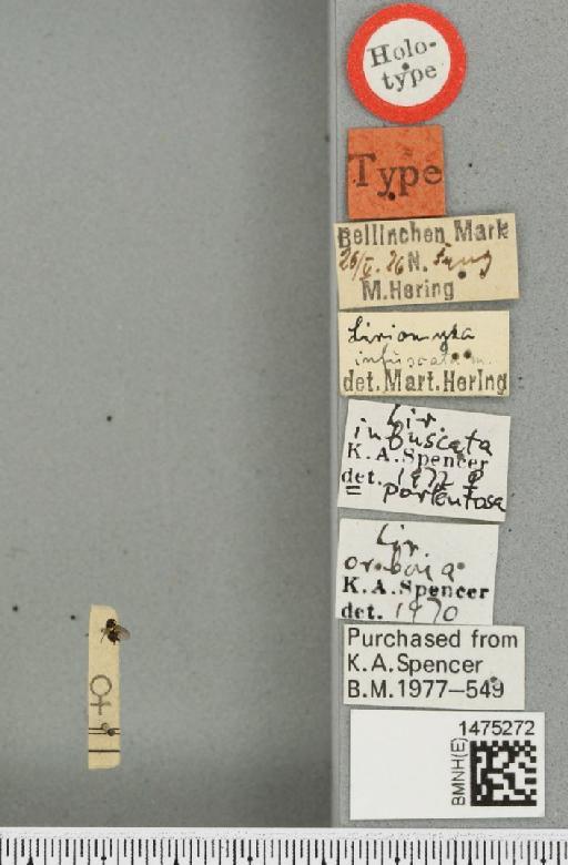 Liriomyza infuscata Hering, 1926 - BMNHE_1475272_label_50139