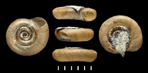 Planorbis dentiens subterclass Tectipleura Morelet, 1849 - 1893.2.4.571-573, Syntypes, Planorbis dentiens Morelet, 1849