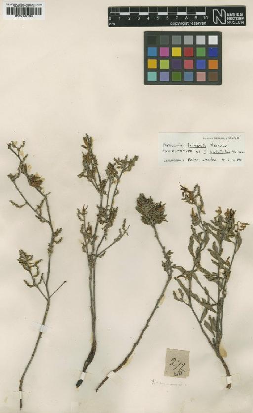 Persoonia tortifolia Meisn. - BM000991988