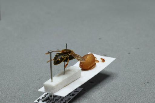 Microdon (Microdon) myrmicae Schonrogge et al., 2002 - 013933390_additional_1