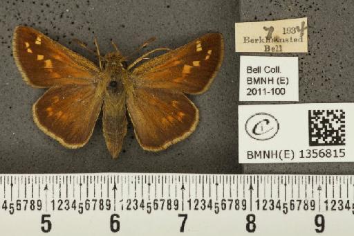 Hesperia comma (Linnaeus, 1758) - BMNHE_1356815_156938