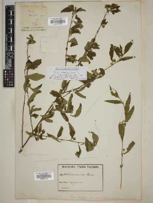 Sida rhombifolia var. afroscabrida - BM000827387