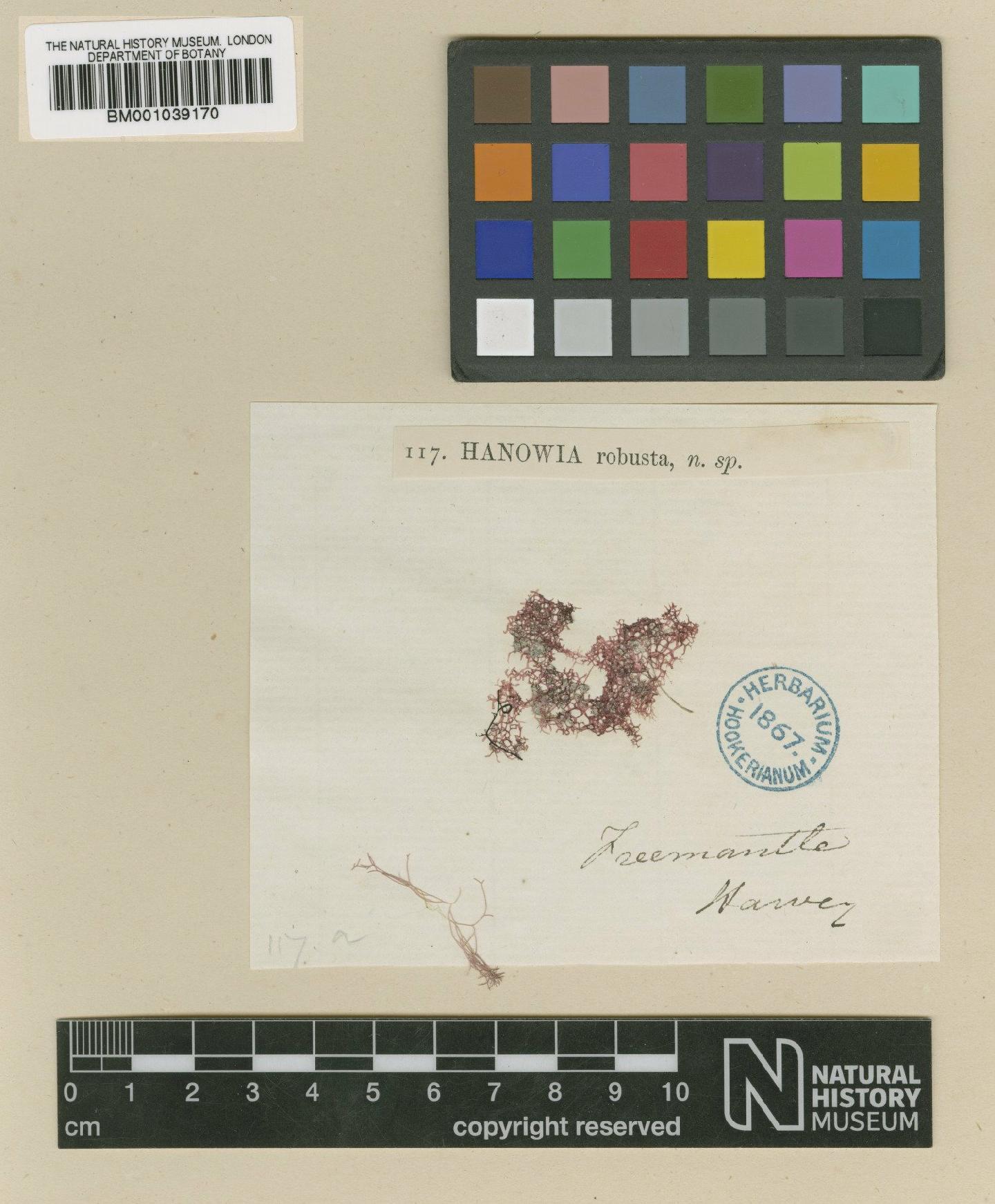 To NHMUK collection (Halydictyon robustum (Harv.) Harv.; TYPE; NHMUK:ecatalogue:708848)