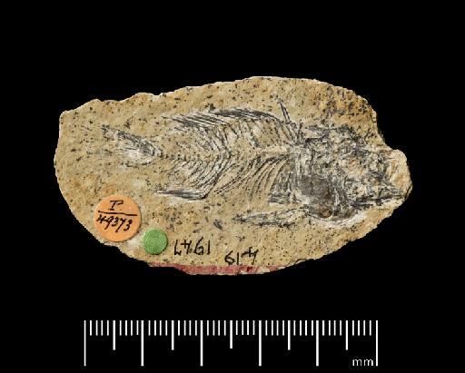 Palaeofulu kuluensis Van Couvering, 1982 - Image of NHMUK PV P 49373. Palaeofulu kuluensis