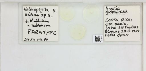 Heteropsylla setosa Muddiman & Hodkinson, 1992 - 010724178_117195_1146228_157663_Type