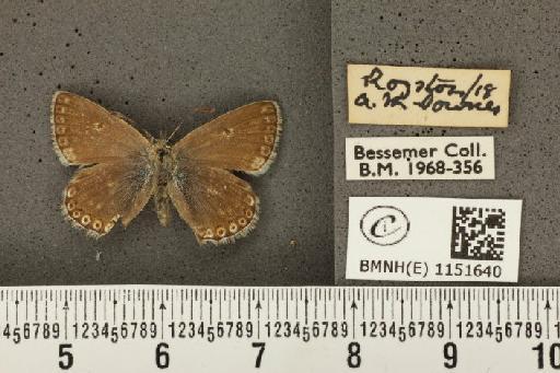 Lysandra coridon ab. minor Cockerell, 1889 - BMNHE_1151640_102850