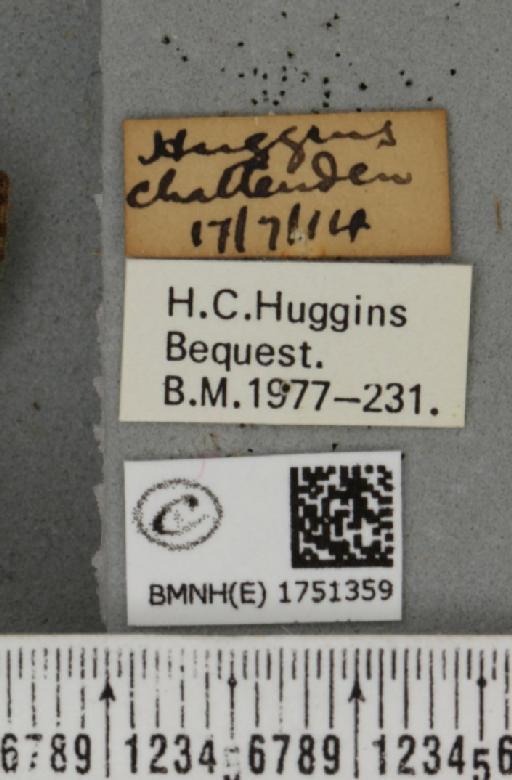 Hydriomena furcata (Thunberg, 1784) - BMNHE_1751359_label_328278