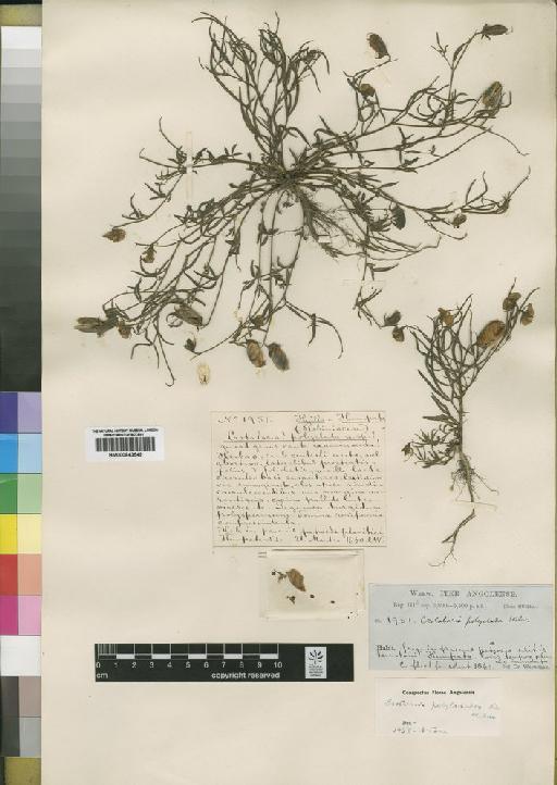 Crotalaria cyanea Baker - BM000843549