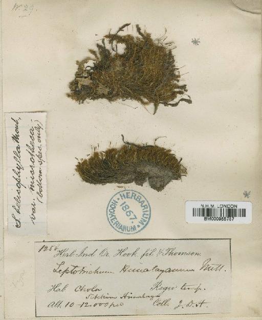 Symblepharis vaginata (Hook. ex Harv.) Wijk & Margad. - BM000965787