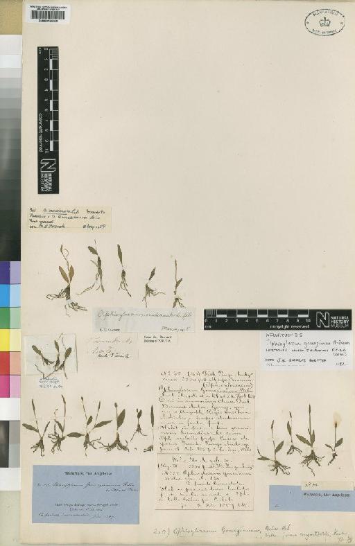 Ophioglossum gomezianum Welw. ex A.Braun - BM000785295