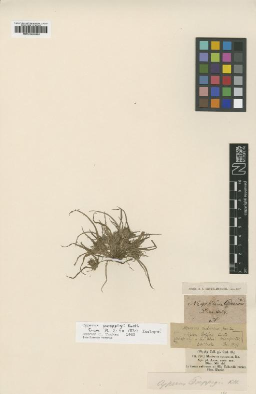 Torulinium poeppigii (Kunth) C.B.Clarke - BM000938350