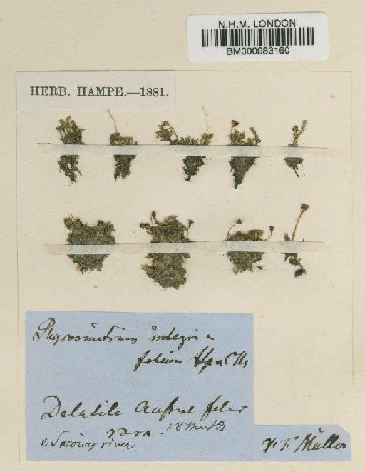 Physcomitrium integrifolium Hampe & Müll.Hal. - BM000983160