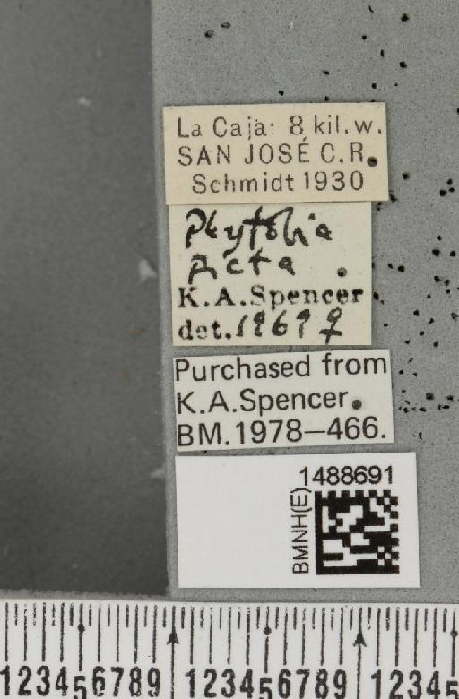 Phytobia xanthophora (Schiner, 1868) - BMNHE_1488691_label_52539