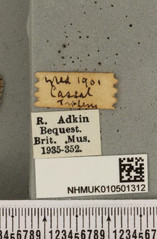 Acronicta psi (Linnaeus, 1758) - NHMUK_010501312_a_label_560101