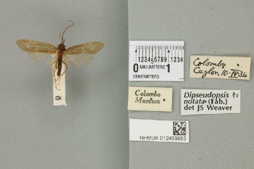 Dipseudopsis notata (Fabricius, 1781) - 012498885_840300_1746708