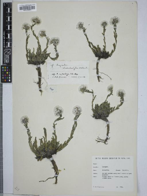 Anaphalis rhododactyla W.W.Sm. - 001053946