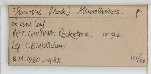 Aleurothrixus floccosus Maskell, W.M., 1896 - 013477249_additional