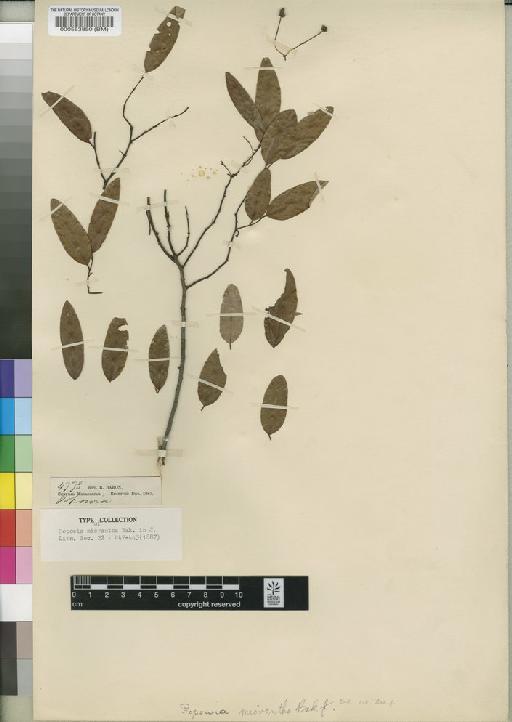 Monanthotaxis micrantha (Baker) Verdc. - BM000553850