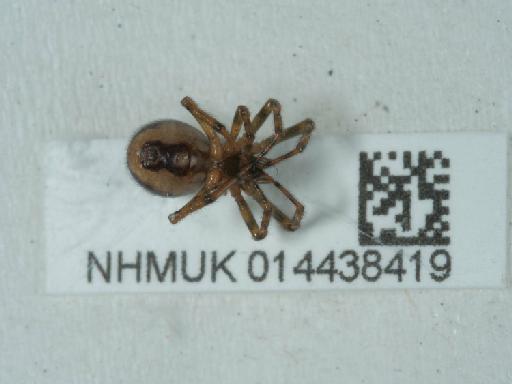 Steatoda bipunctata (Linnaeus, 1758) - 014438419_3
